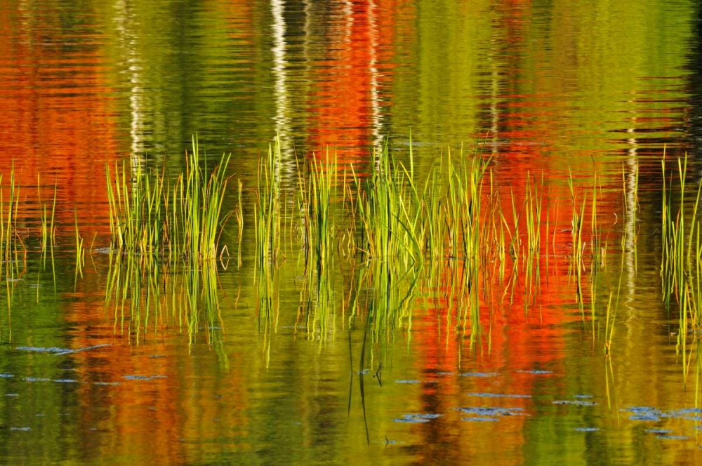 Canada, Baysville Cattails and fall reflections art print by Mike Grandmaison for $57.95 CAD